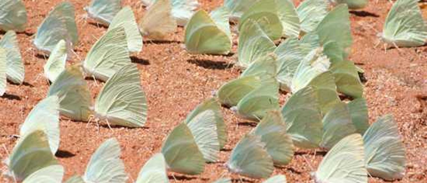 Explore Tswalu Kalahari - SA's Largest Private Game Reserve