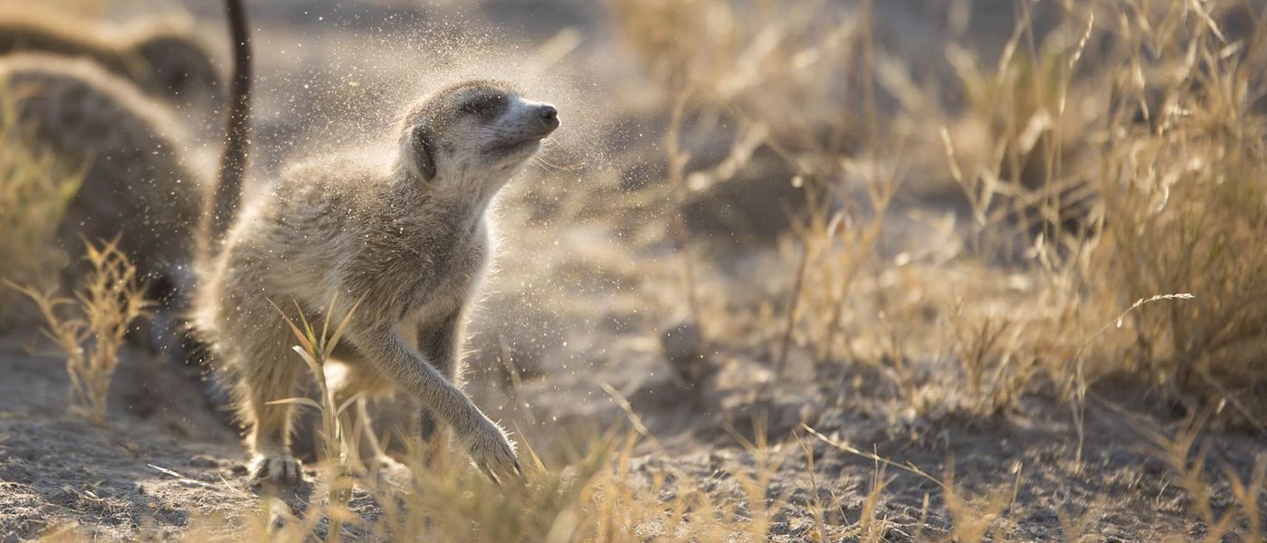 Walking with Meerkats: An Intimate Wildlife Experience