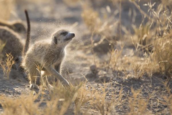 Walking with Meerkats: An Intimate Wildlife Experience