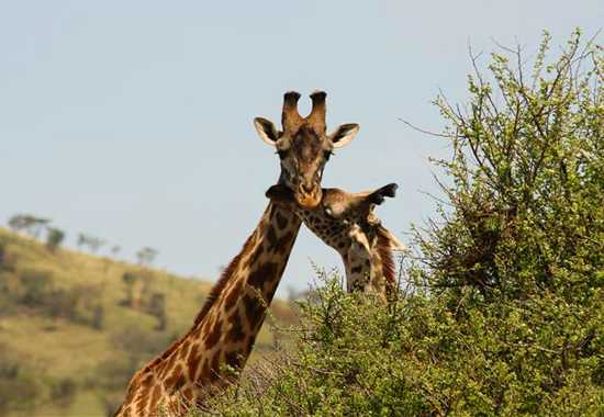 Exploring East Africa with Singita - Part 2