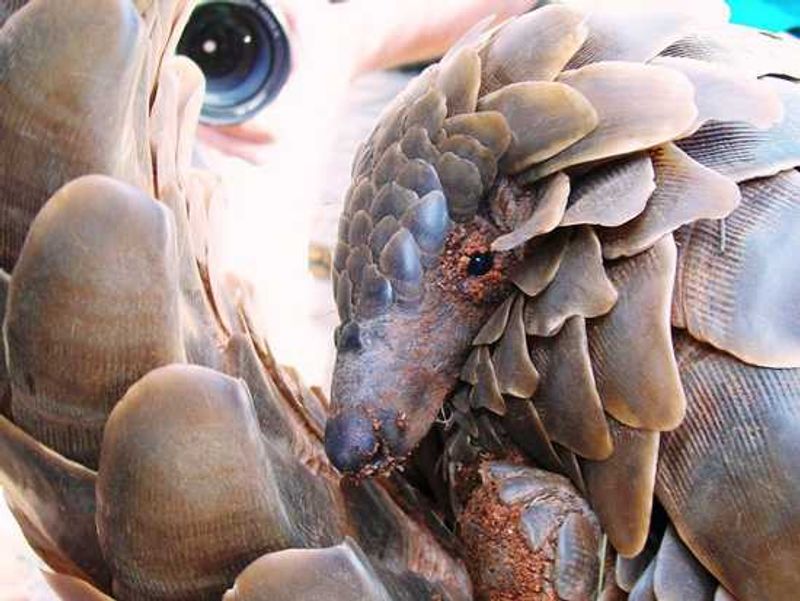 A pangolin at Tswalu Kalahari