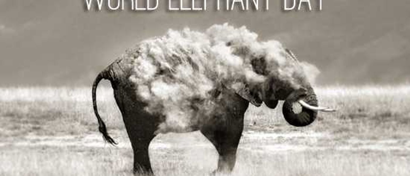 World Elephant Day with Photographer Marina Cano