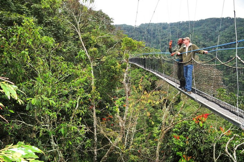 Standing on a bridge in Nyungwe Forest