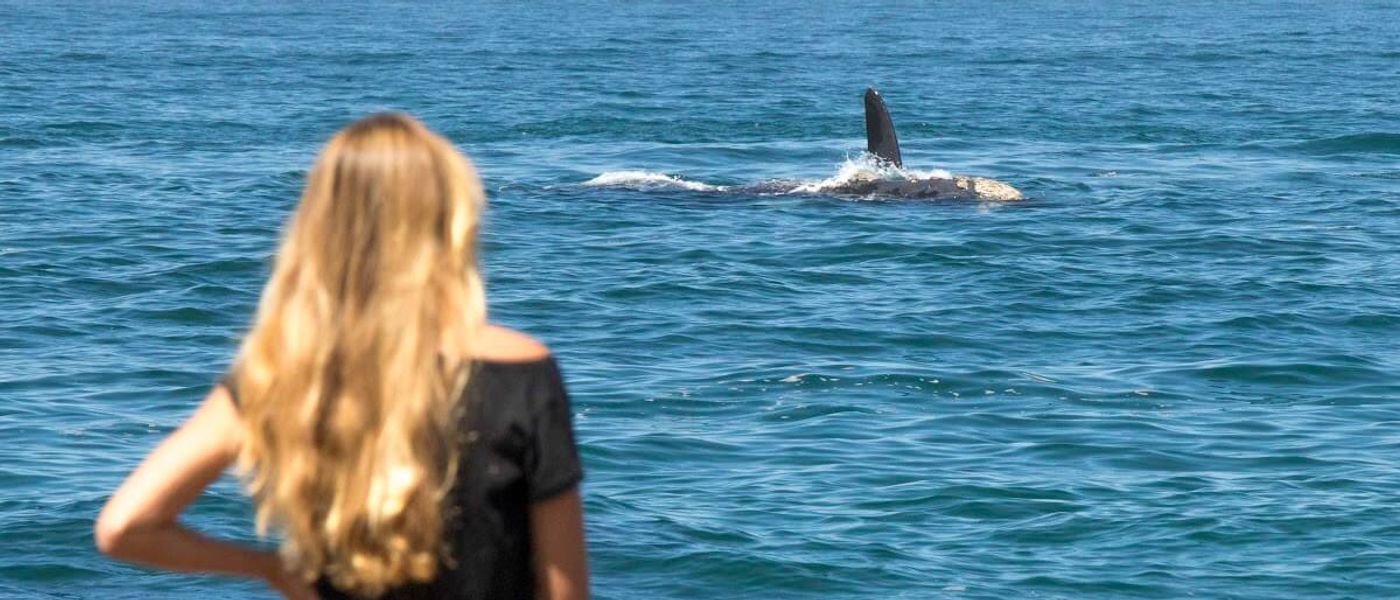 Guía de Rhino Africa para el avistamiento de ballenas en Hermanus