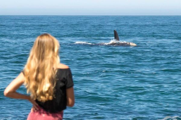 Guía de Rhino Africa para el avistamiento de ballenas en Hermanus
