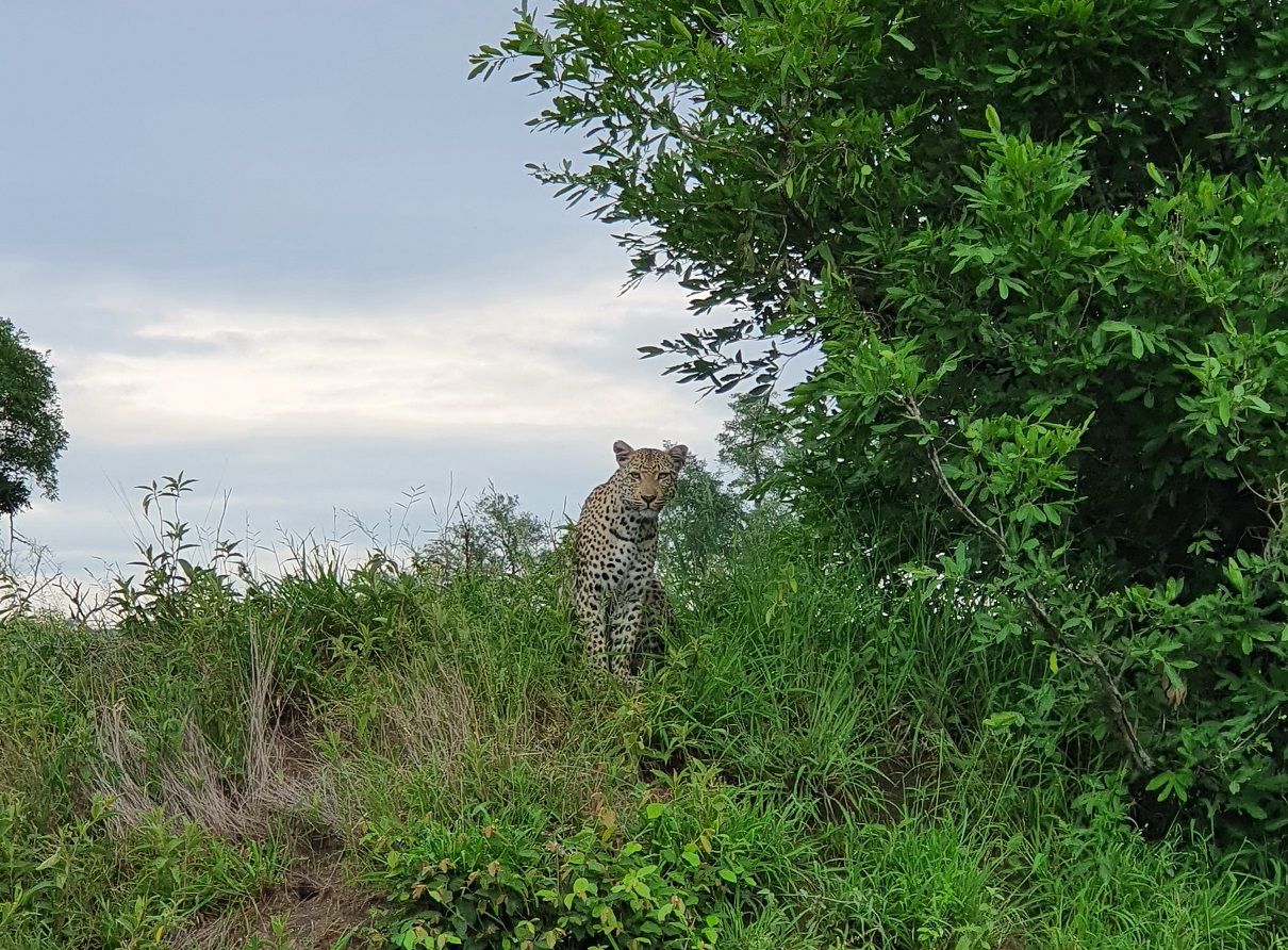 My Safari Experience: Christmas at Londolozi