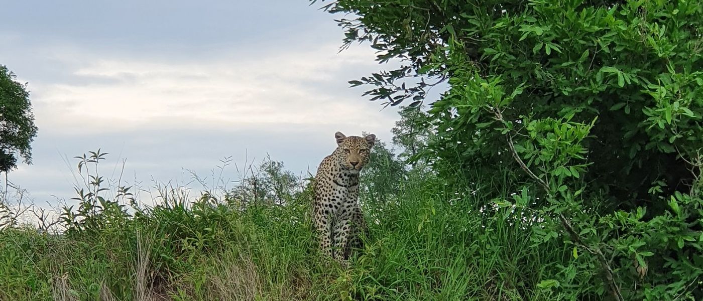 My Safari Experience: Christmas at Londolozi