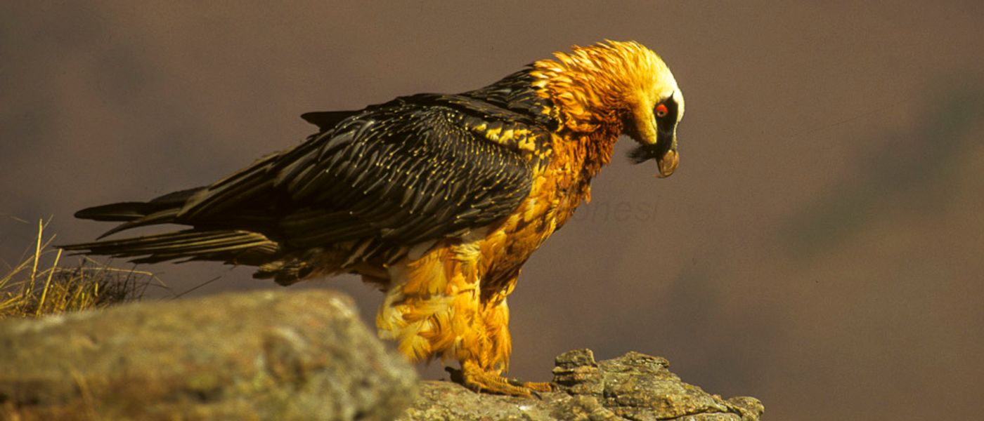 The 10 Most Fascinating Birds in Southern Africa