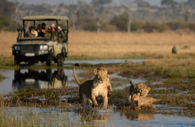 Los vehículos de safari se convierten en tanques en busca de los 5 Grandes