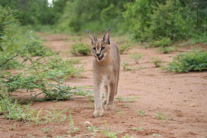 Caracal marchant dans la savane