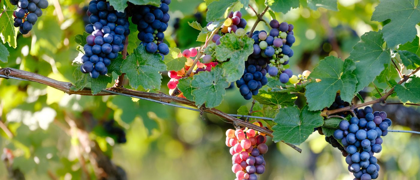 The Constantia Wine Route: Cape Town's Liquid Luxury