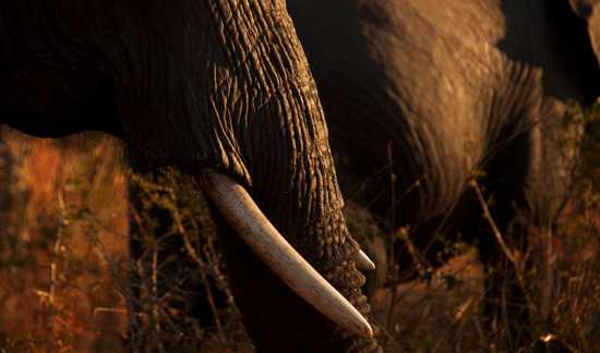 An Incredible Sabi Sand Safari: Part II – Singita Ebony Lodge