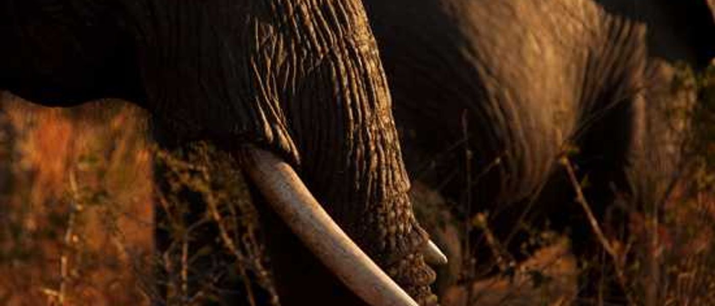 An Incredible Sabi Sand Safari: Part II – Singita Ebony Lodge