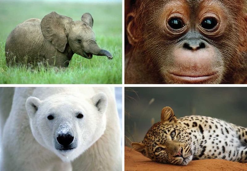 Endangered species under the protection of The Born Free Foundation