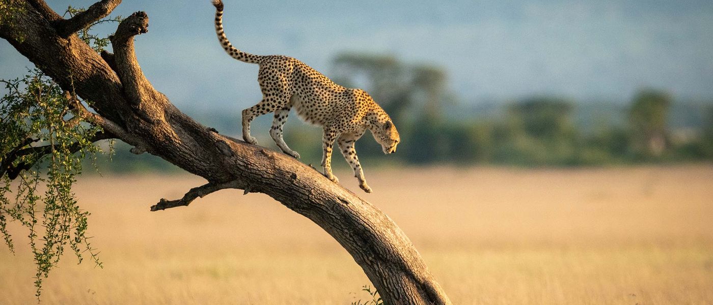 When is the Best Time to Visit Kenya?