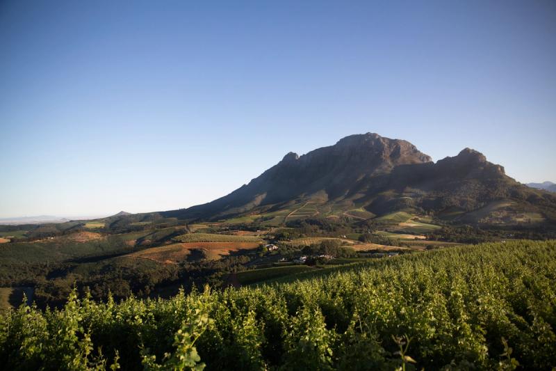 Vineyards stretching towards rugged mountains in Stellenbosch in the Cape Winelands.
