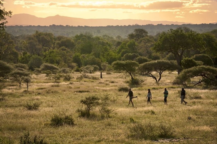 Buschwanderungen im Lion Sands Game Reserve