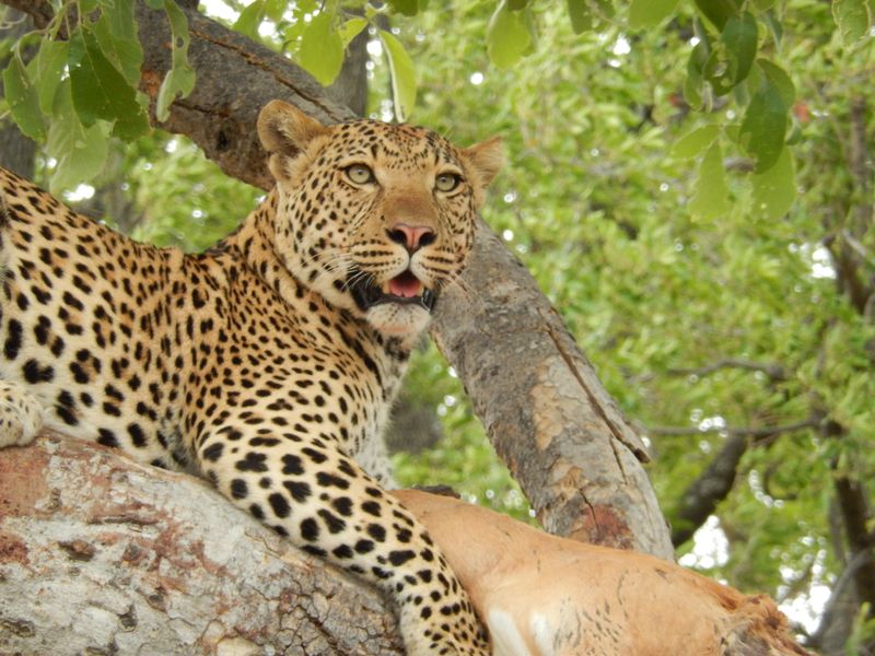 Leopard in the Okavango Delta with its kill