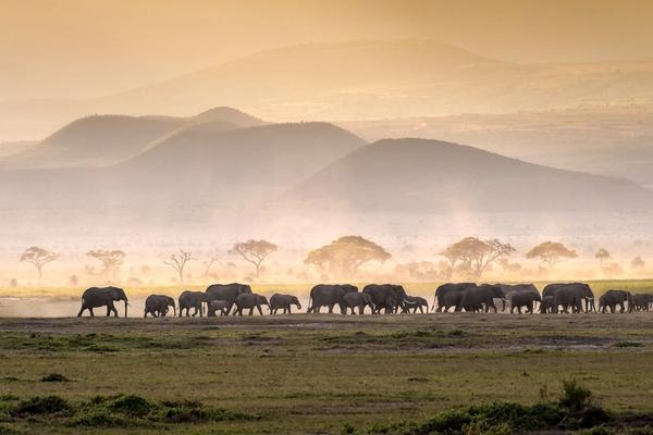 ¿Con cuánta antelación debería reservar mi safari africano?
