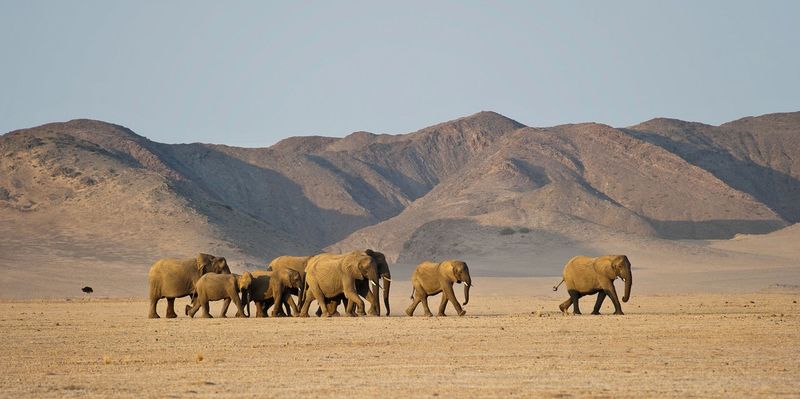 Damaraland is one of the last places on earth where you can see truly wild elephants