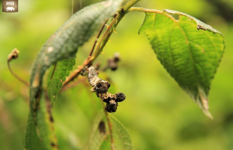 Tiny Chameleon in Madagascar