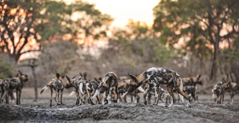 Wild dogs sunrise