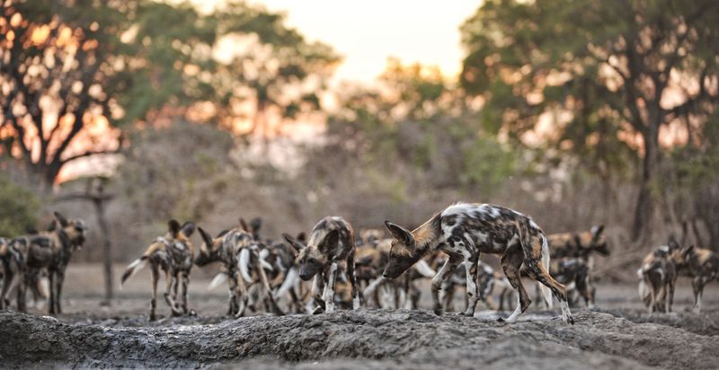 Wild dogs sunrise
