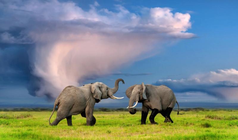 Two elephants face off on vivid green grass beneath a brooding sky, perfectly capturing the intensity and beauty of Africa’s green safari seasons.