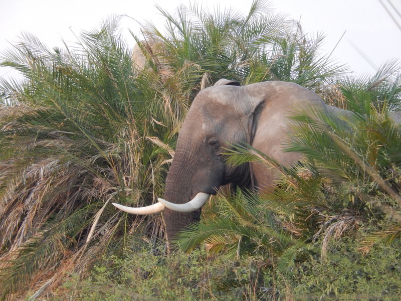 Elephant in the Okavango Delta