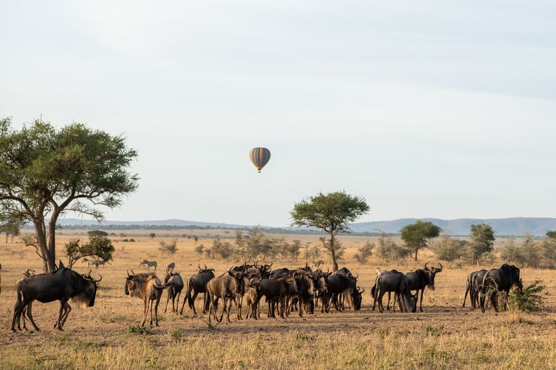 Relax as you roam along with the Great Migration at Singita Faru Faru