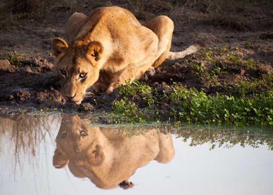 From the Rhino Africa Flickr Group – Photography by Jonathan Khoo
