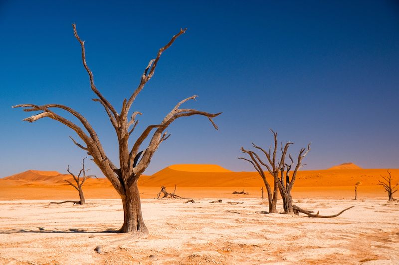 Abgestorbene Bäume in der Sossusvlei