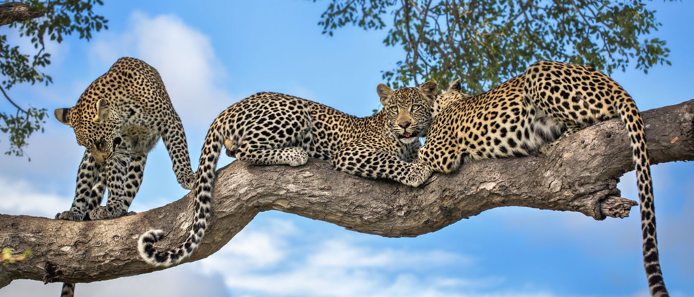 Tudo que você precisar saber para o seu primeiro safári na África