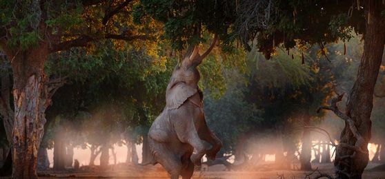 6 Reasons Why a Zimbabwe Safari Will Take You by Surprise
