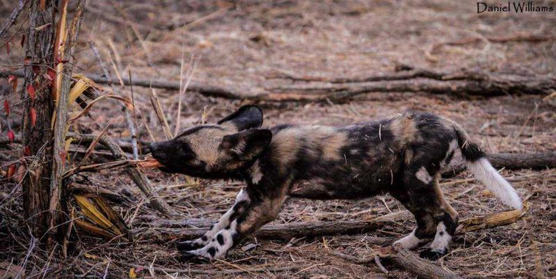 Stretching-wild-dog-pup