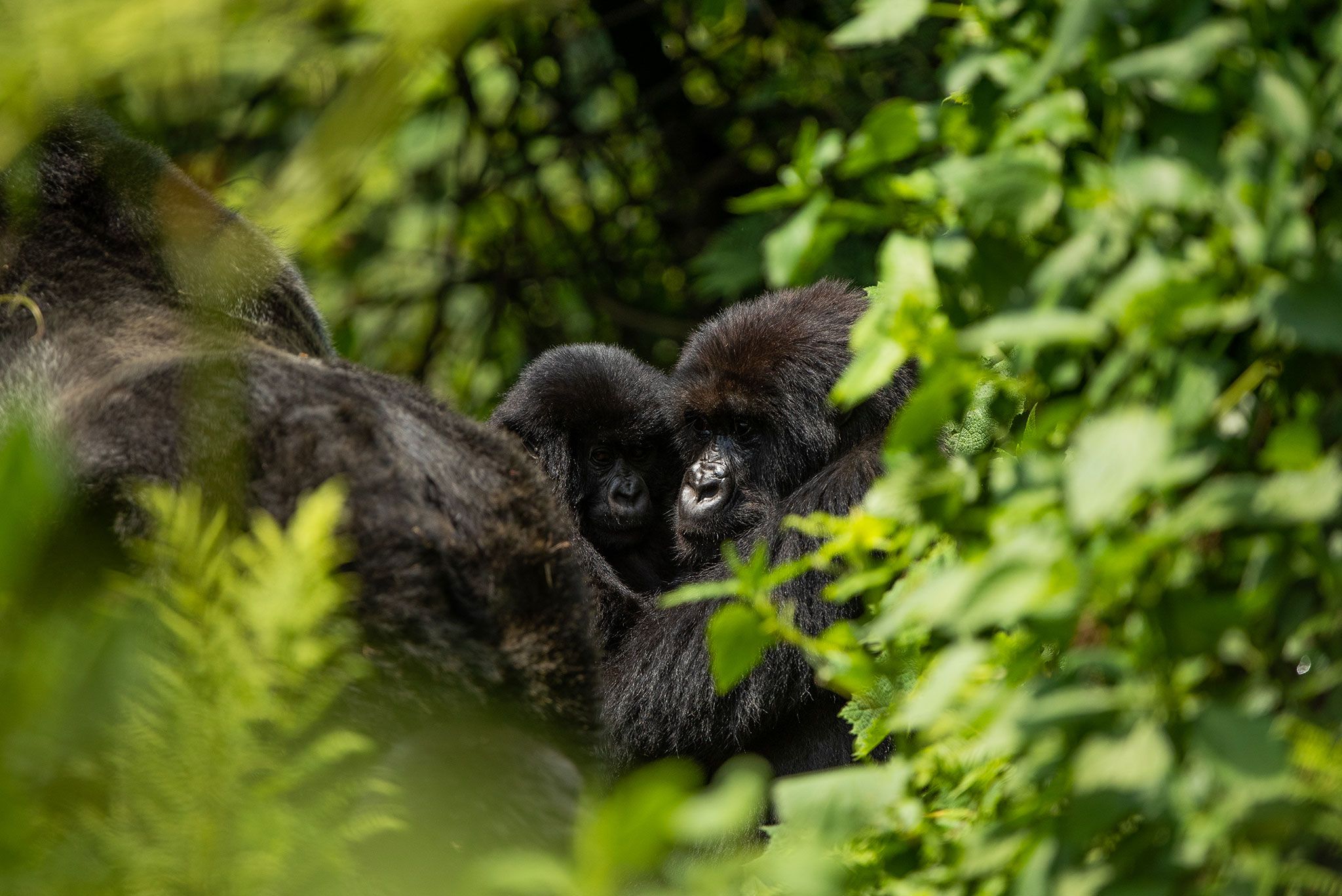 Top Ecotourism Destinations in Africa in 2024