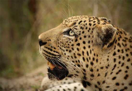 Samantha's Sabi Sand | A Photo Blog