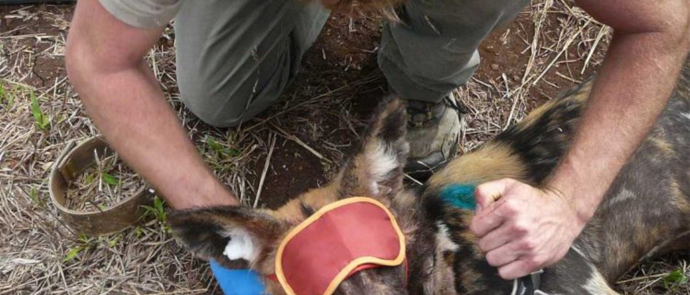 Wildlife ACT: Freiwilligenarbeit im Afrika-Urlaub