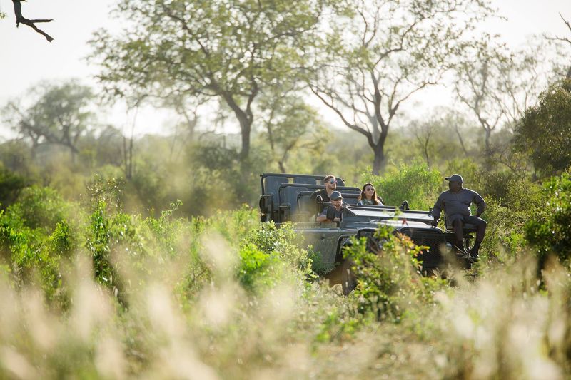 Covid-19-Zahlen in Südafrika: Pirschfahrt in der Krüger-Region