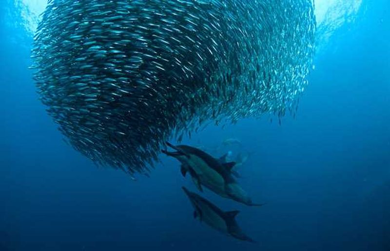 „Sardine Run“ an der Küste Südafrikas