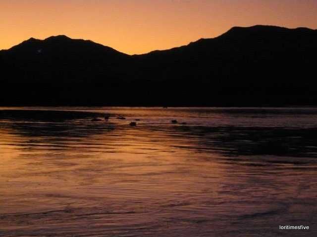 A crash of hippos bathing in the last light. | The Zambezi River