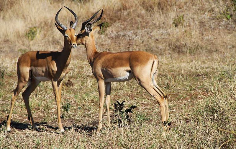 Chobe