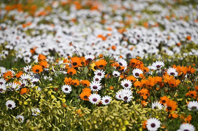 wild flowers in West Coast National Park
