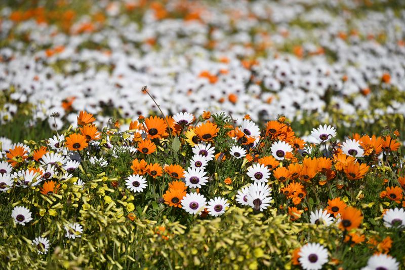 wild flowers in West Coast National Park