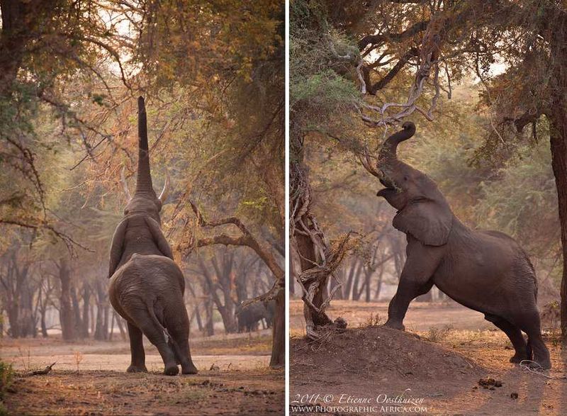 Elephants in winter