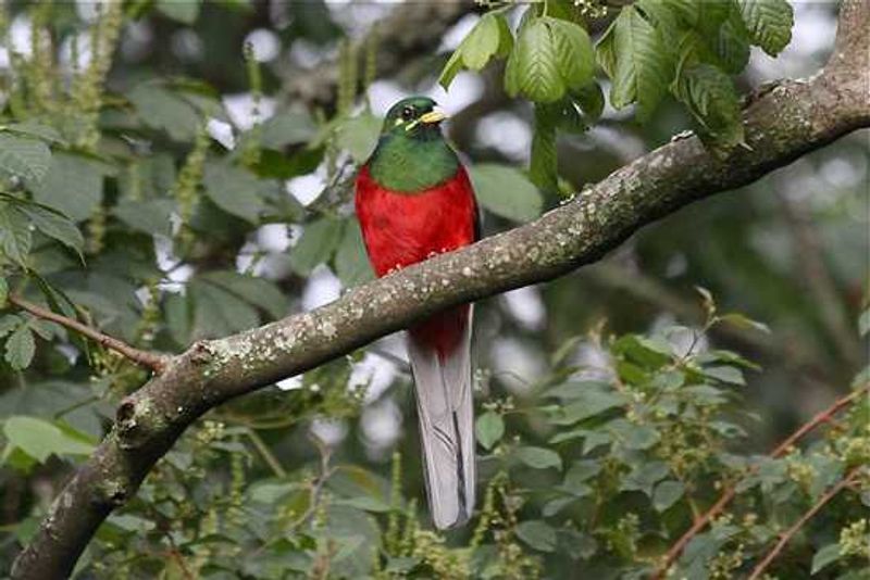 Narina Trogon