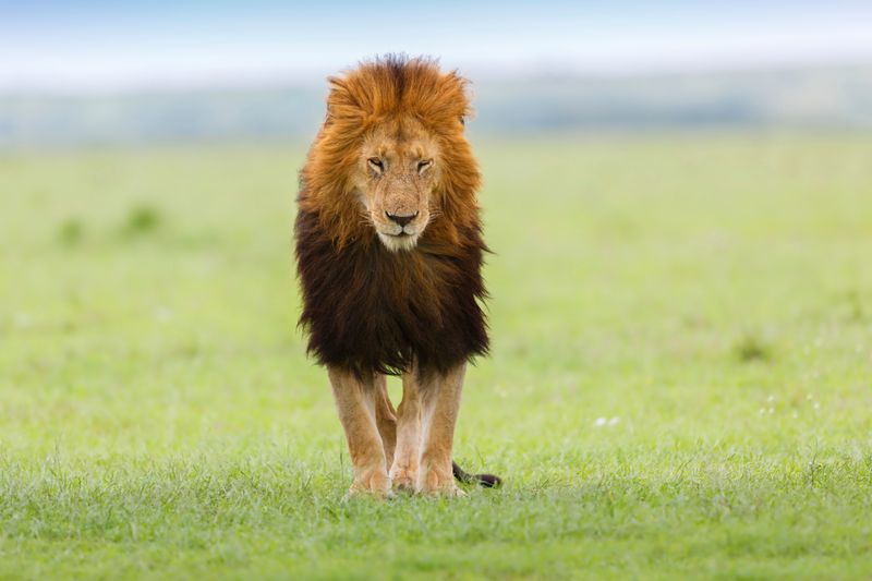 black maned lion