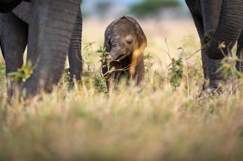 Baby elephant Singita Grumeti