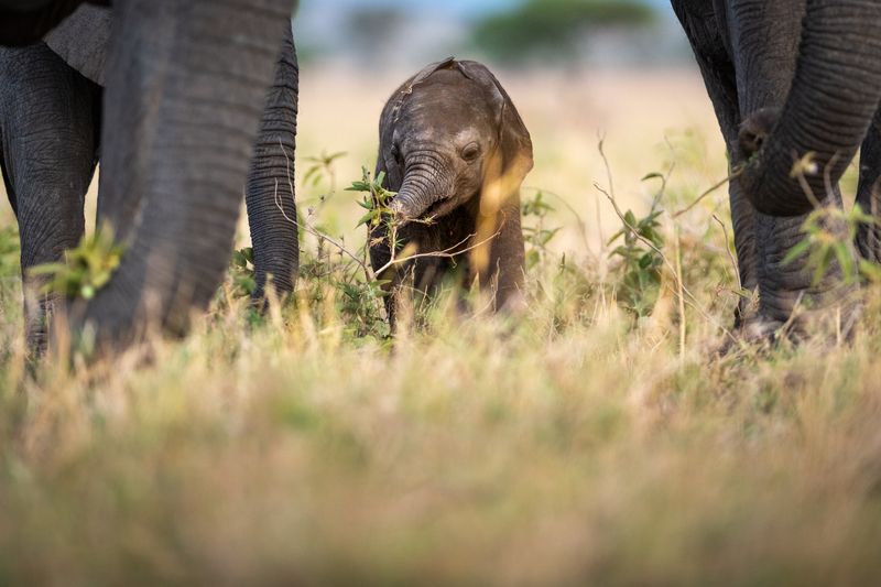 Baby elephant Singita Grumeti