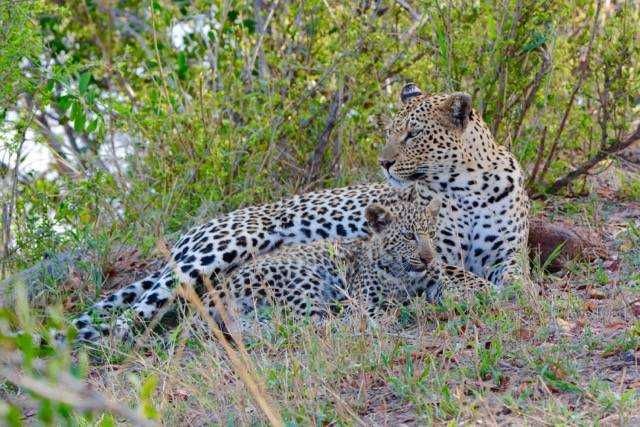 Female leopard and her cub at Londolozi